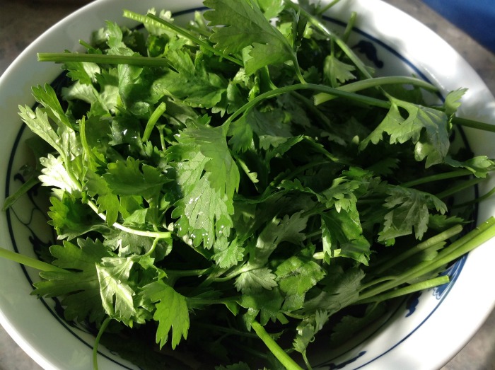 Harvesting cilantro