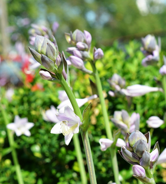 Flowers of Hosta Minuteman