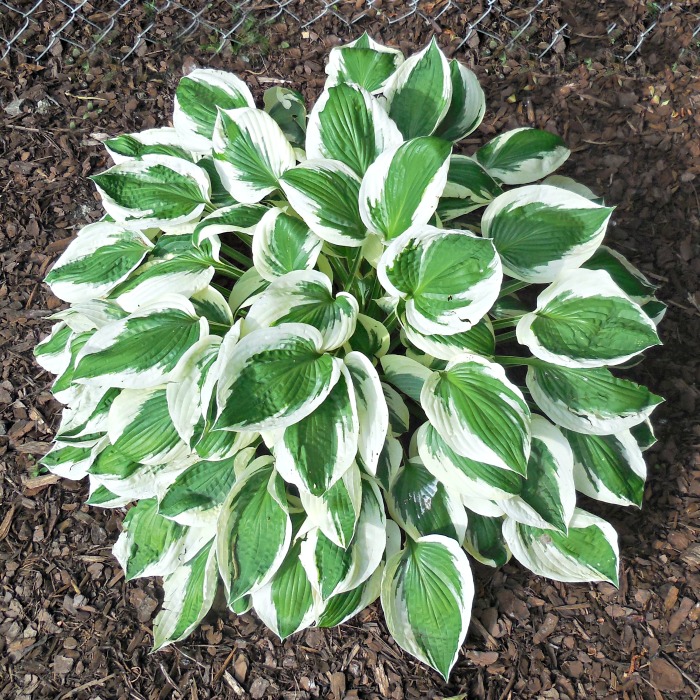 Hosta Minuteman – Tips for Growing Plantain Lily