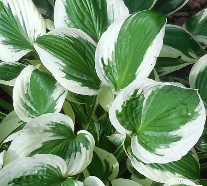 Leaves of Hosta minuteman