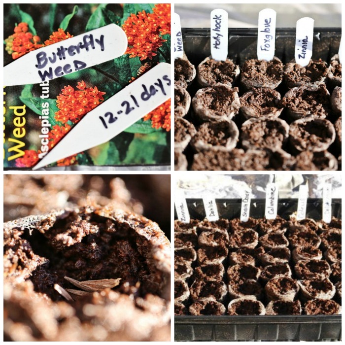 Planting seeds in pellets and marking them.
