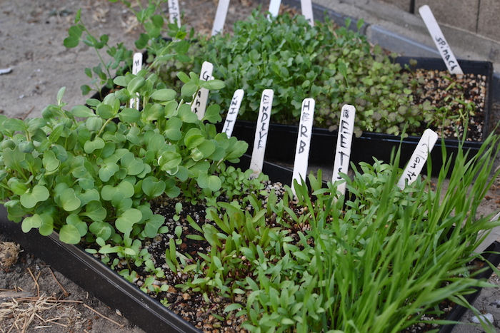 Microgreens in plant trays