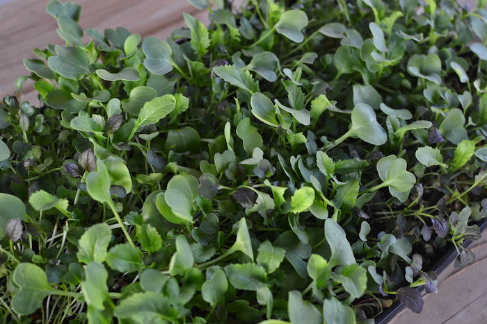 Microgreens in a tray