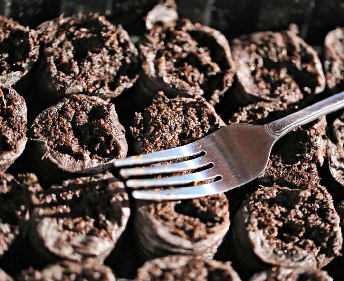 Loosen the top of the peat pellet with a fork
