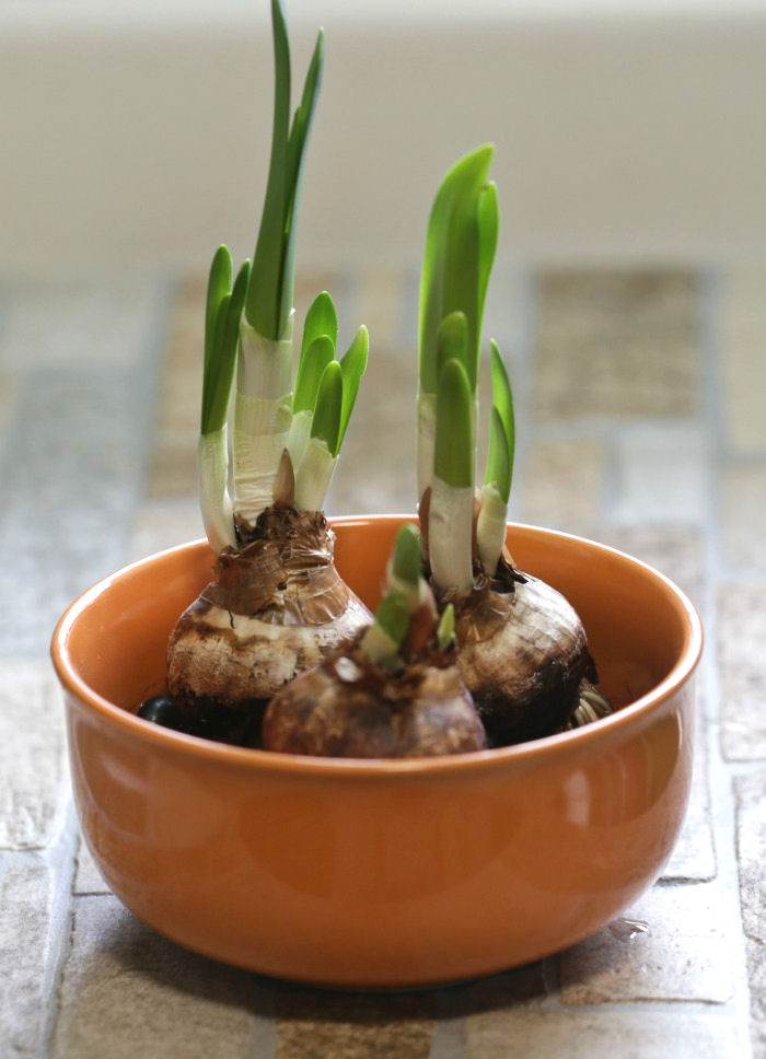 Paperwhite stems growing