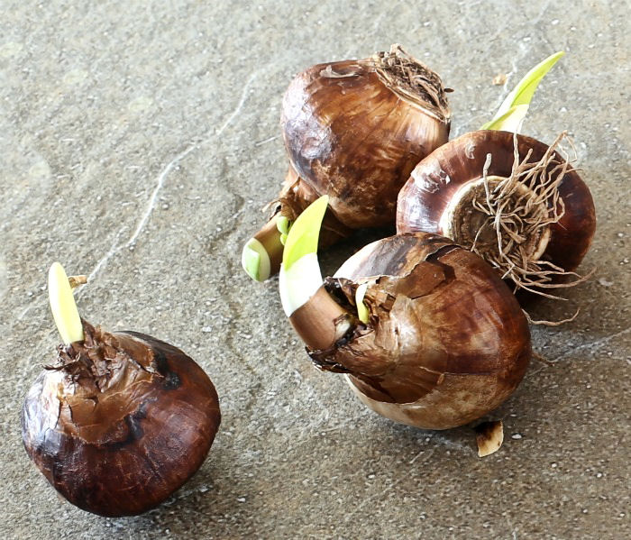 Paperwhite narcissus bulbs starting to sprout