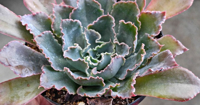Center of Echeveria Neon Breaker rosettes have pink margins