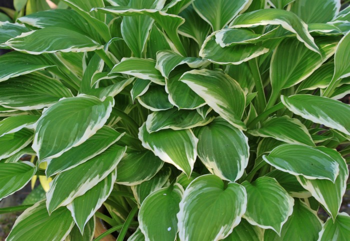 Hosta minuteman will get to a large size easily