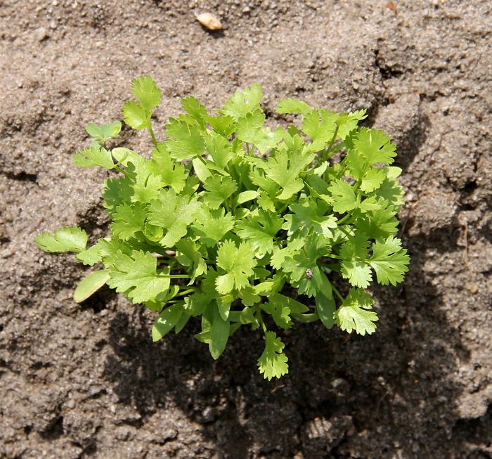 planting cilantro