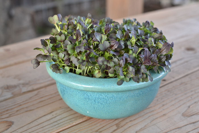 Red mizuna microgreens in a decorative pot