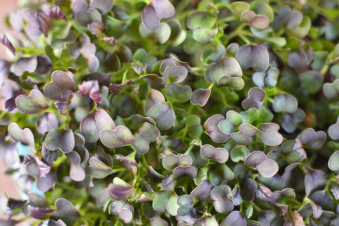 Red Misuna microgreens