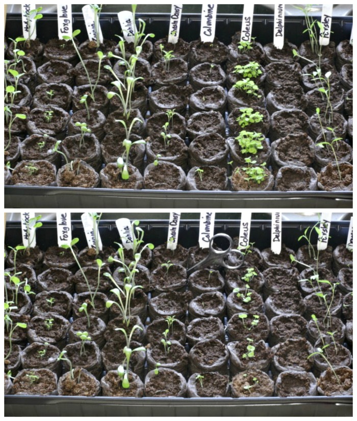 Tiny seedlings in peat pellets