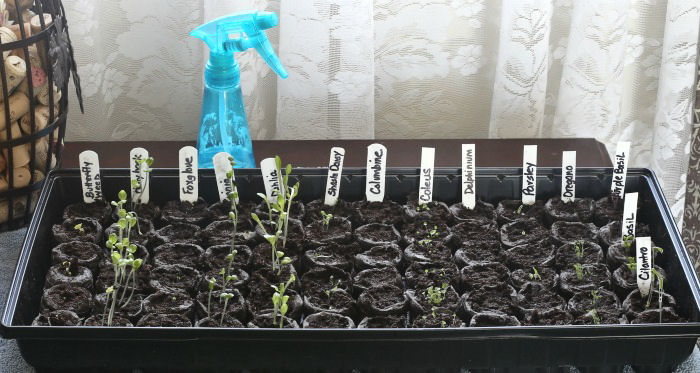Seedlings sprouting from seeds