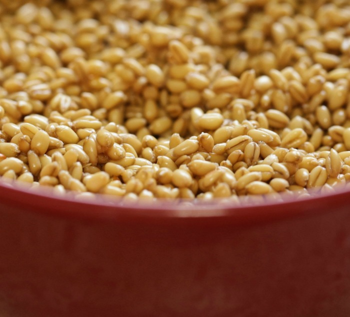 sprouted wheatgrass seeds