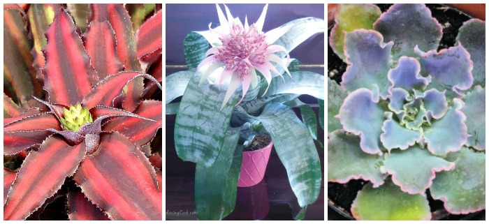 Tender perennials will live year after year in warm zones