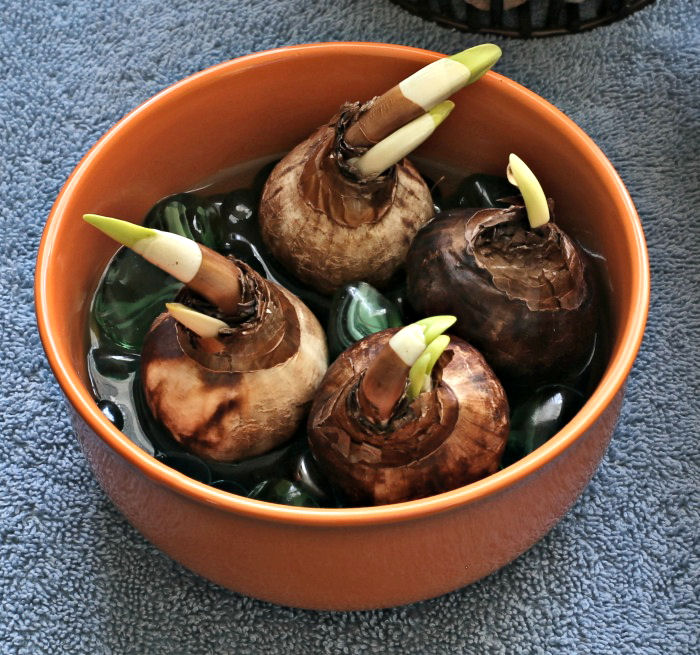 Add water to the base of the bulb