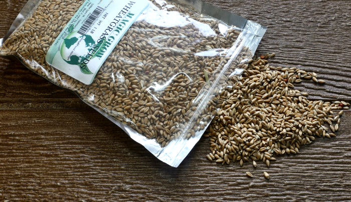 Organic non GMO wheatgrass seeds