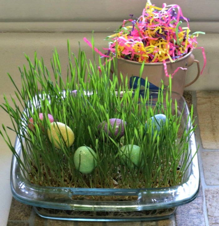 Wheatgrass used for Easter Eggs