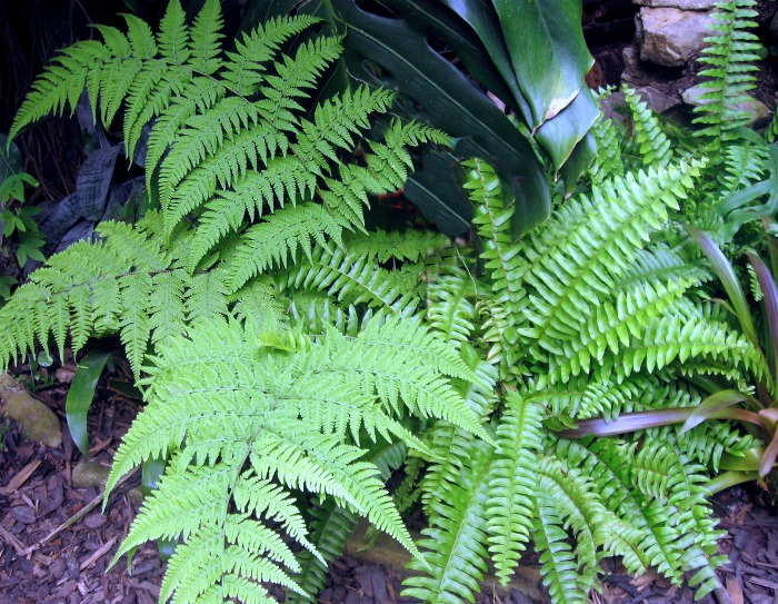 Boston ferns like a shady spot outdoors