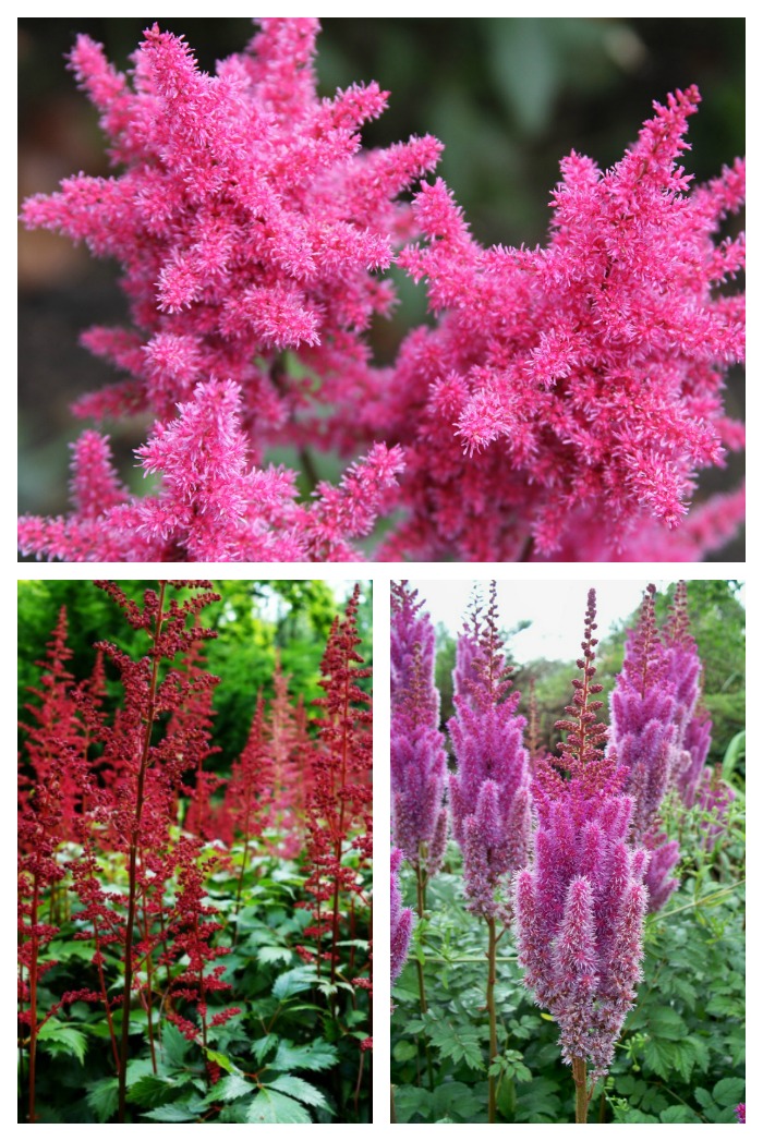 Astilbe is a showy perennial plant that does well and flowers in a shady garden spot.
