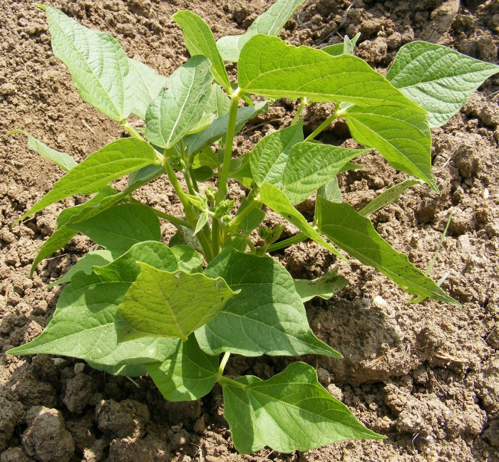 Bush bean plant
