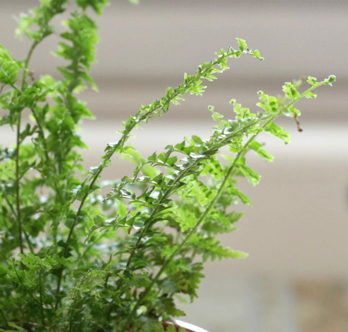 fronds of a Boston fern - Green Fantasy