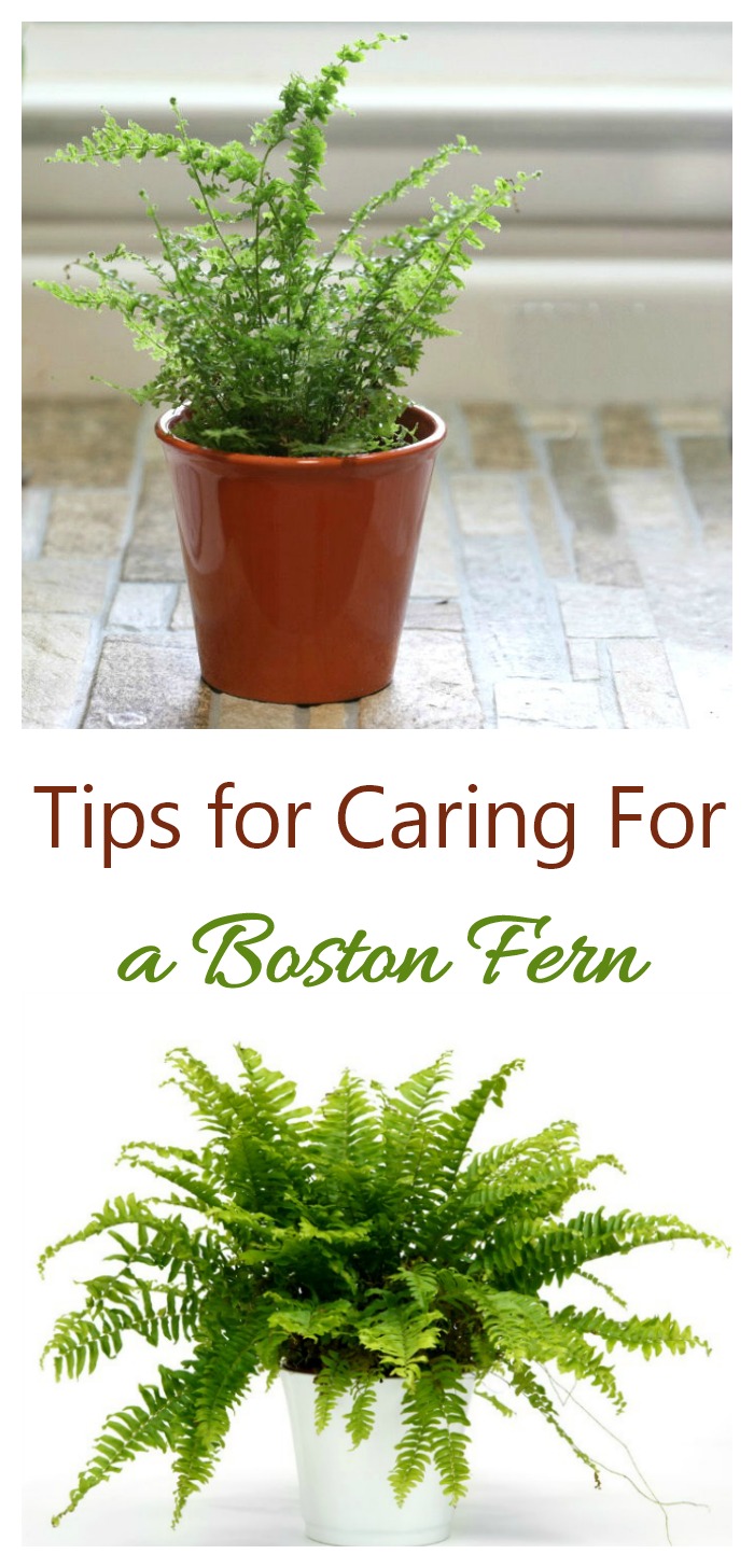 Care of Boston fern (nephrolepis exaltata) means keeping an eye on the humidity and not giving the plant too much sunlight.