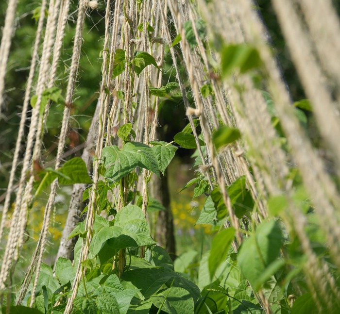 Pole beans climbing on a teepee of strings