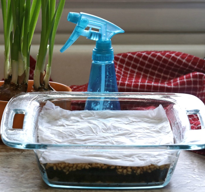 Mist wheatgrass seeds to keep them moist