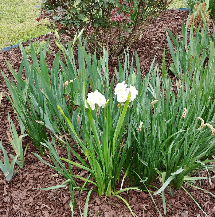 narcissus in garden