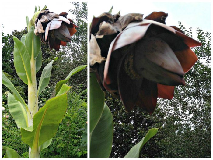 Ensete plant