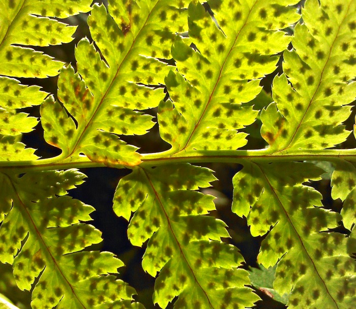 Fern spores