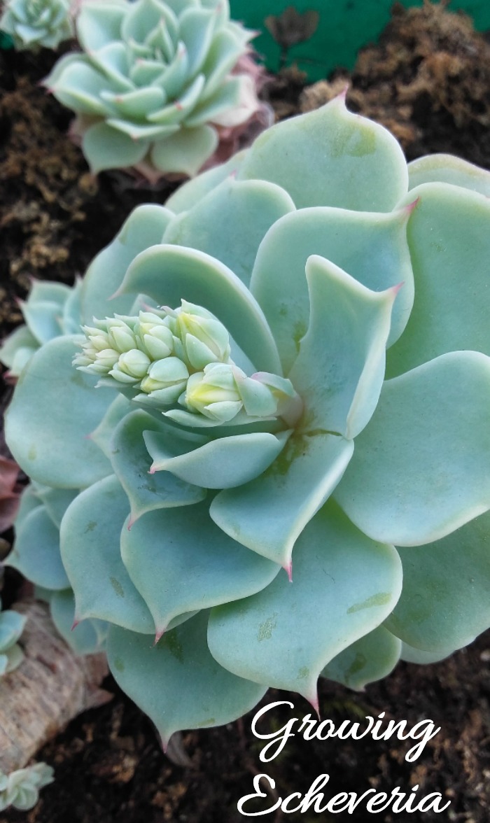 Growing Echeveria