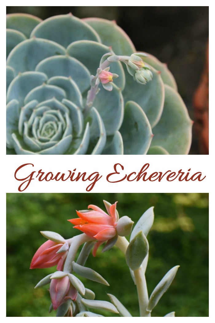 Growing echeverias is easy. Watch the sunlight and water a bit and let it grow. click through to see my growing tips