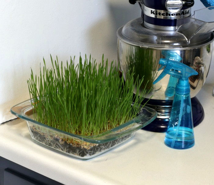 Wheatgrass growing in a kitchen