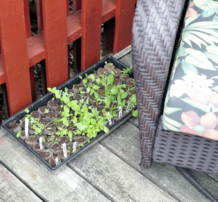 Seedlings hardeining off outdoors in a shady spot