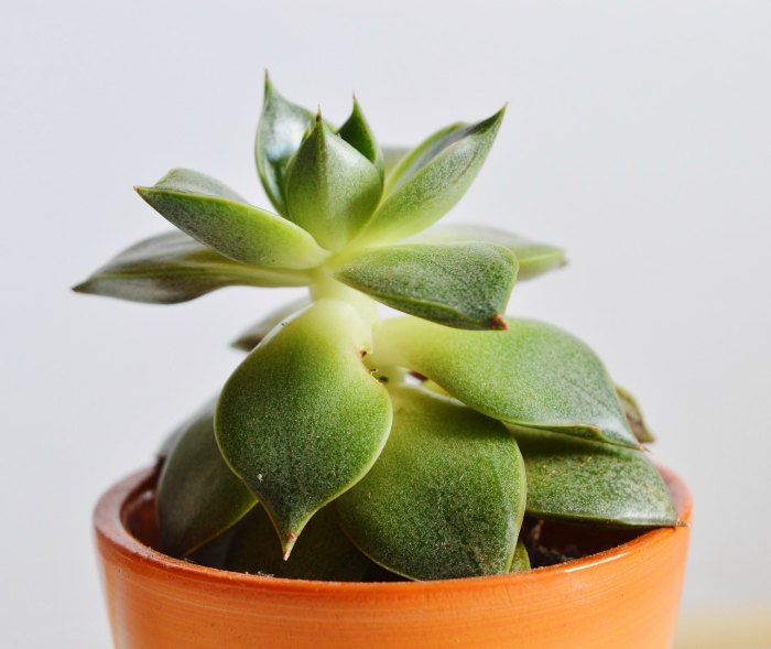 Leggy succulent