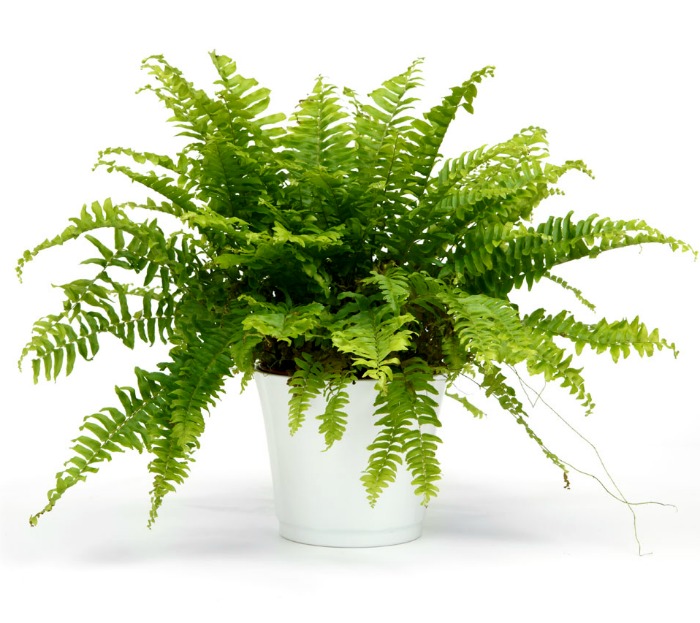 Boston fern in a white pot