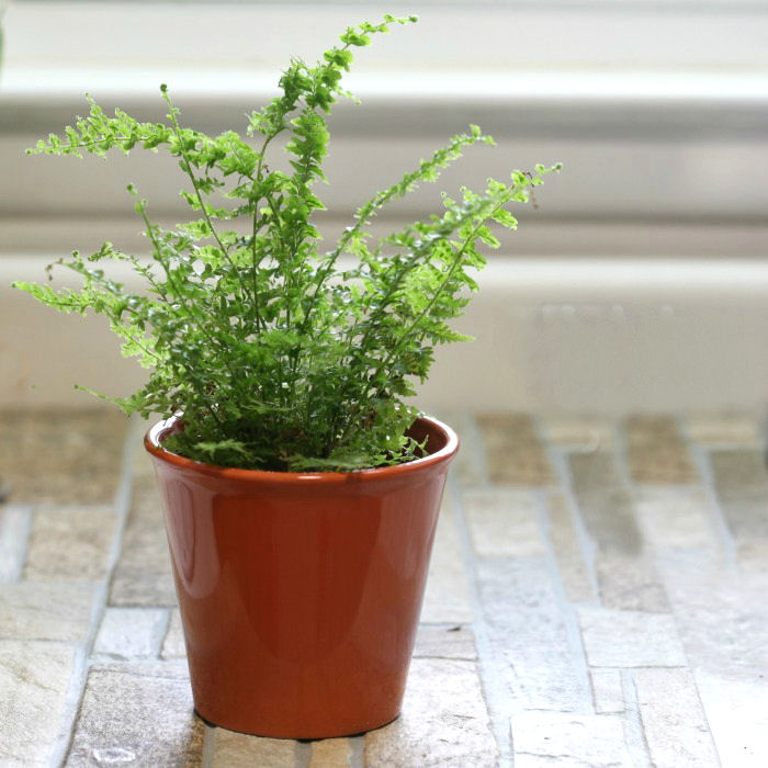 Care of Boston Fern – Growing Nephrolepis Exaltata