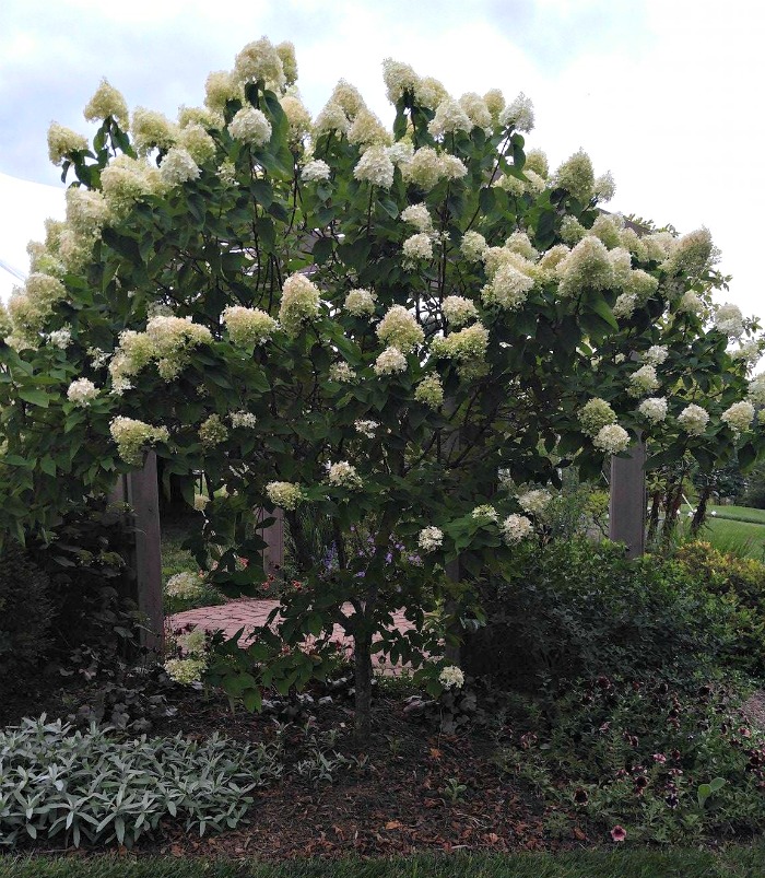 Paniculata hydrangeas