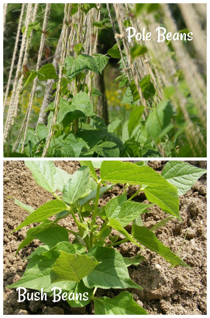 Pole beans and bush beans in a collage with words Pole Beans and Bush Beans.