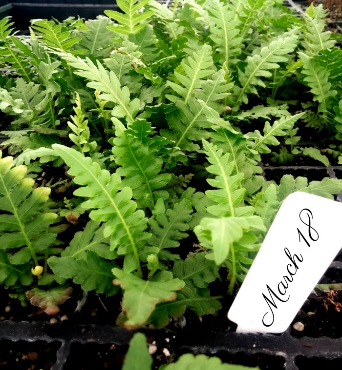 Propagating Boston Fern runners