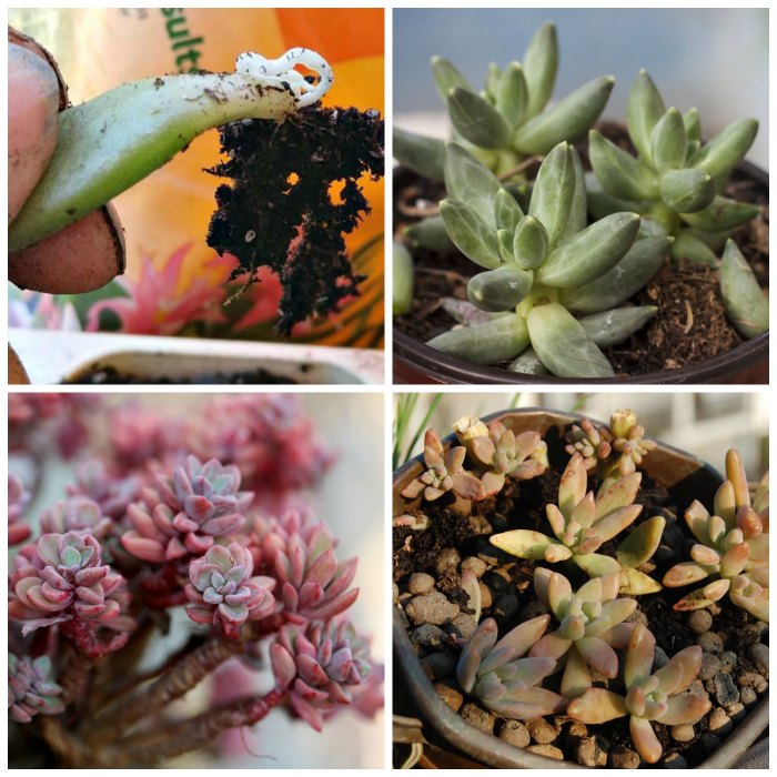 Propagating Succulent Leaves and Cuttings – Tips for Propagating Succulents