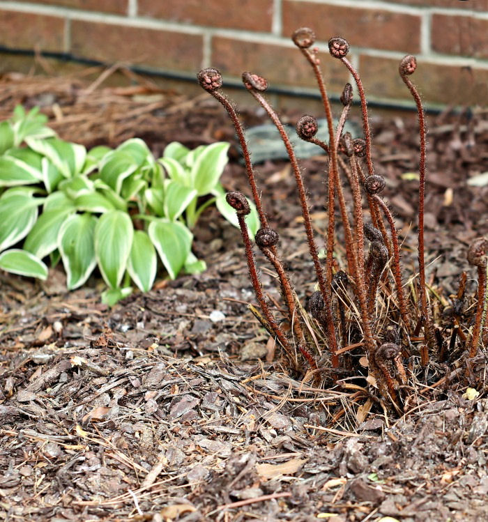New growth of nephrolepis exaltata