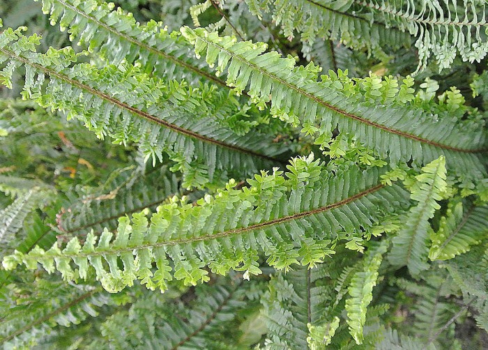 Sword fern with frilly frond edges