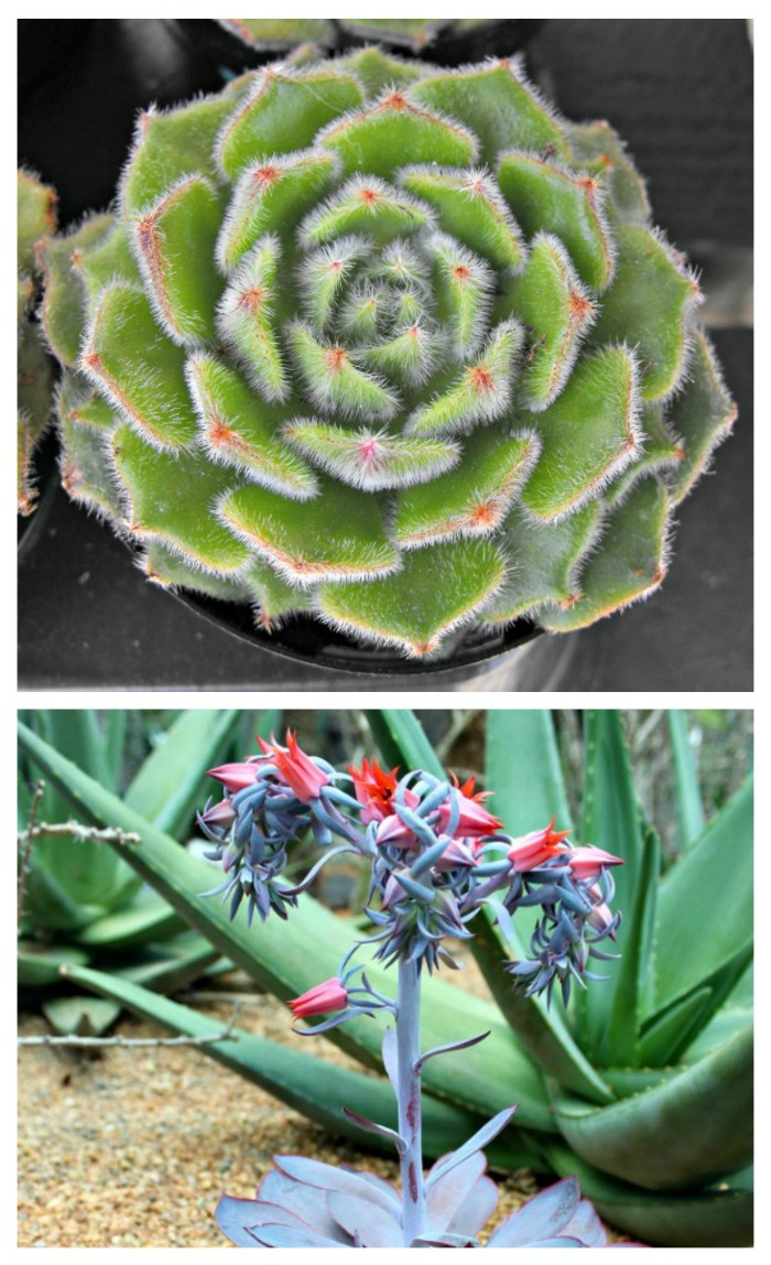echeveria and flowers