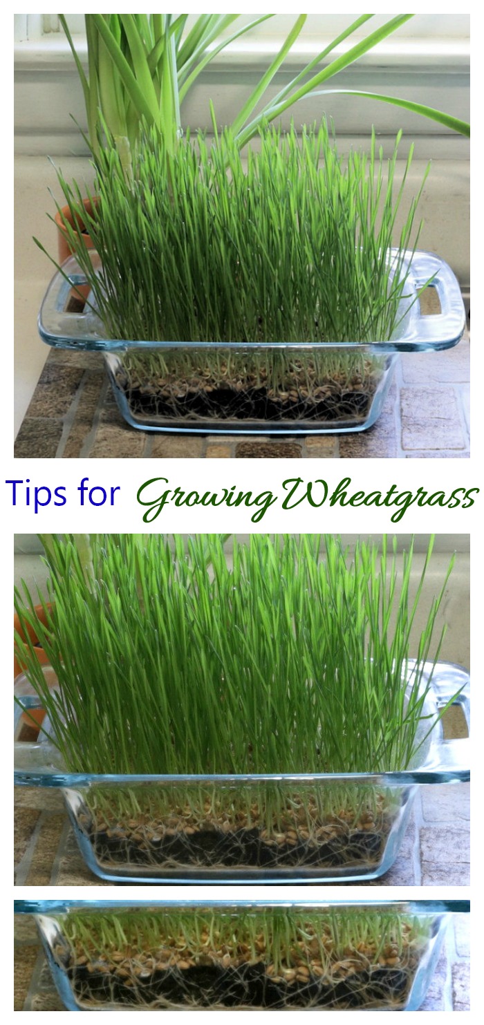 Wheatgrass is a beneficial product that is super easy to grow at home. See my tips for growing wheatgrass, how long it takes to grow and how to harvest and use wheatgrass on the Gardening Cook