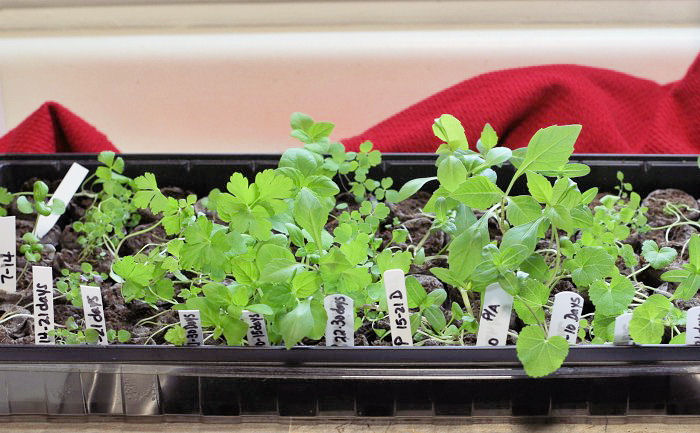 Seedlings ready to plant in pots