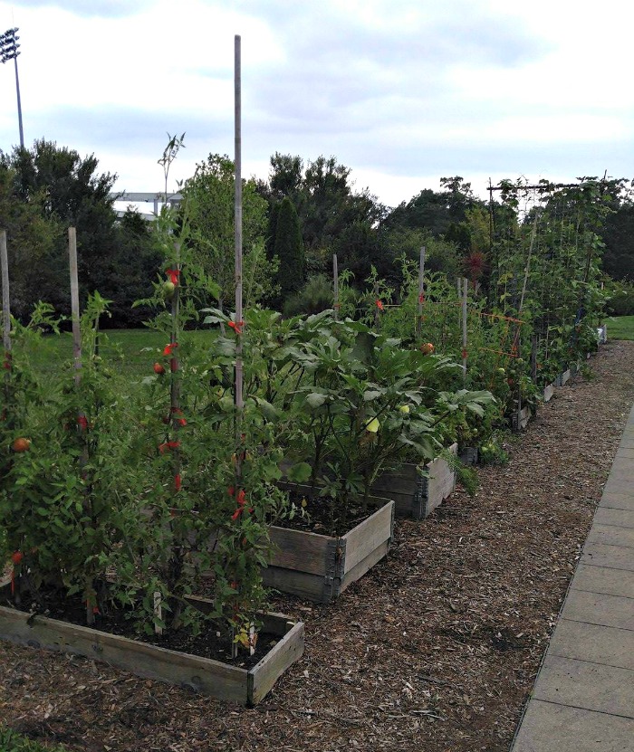 Edible garden in raised garden beds