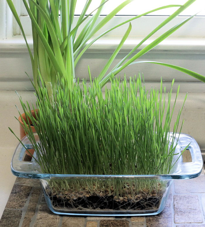Wheatgrass ready to be harvested